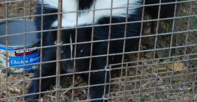 Skunk Removal Skunk Removal