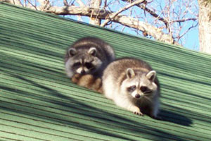 How To Remove Raccoon From Your Home Humanely