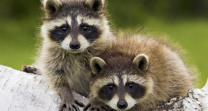 Got a Wildlife Animal in Your Home? Never Try The Following 5 Things!