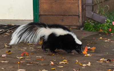 Five Reasons Why You Should Hire A Professional For Wildlife Removal Five Reasons Why You Should Hire A Professional For Wildlife Removal