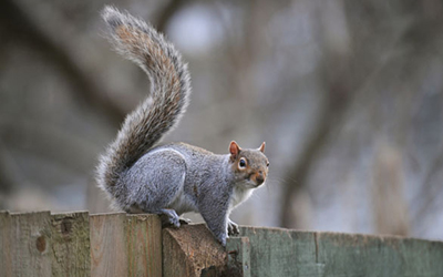 What Is Involved In The Wildlife Control Process What Is Involved In The Wildlife Control Process