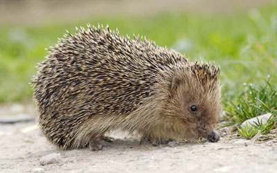 Six Important Things You Should Not Do If There Is Animal Living In Your House Six Important Things You Should Not Do If There Is Animal Living In Your House