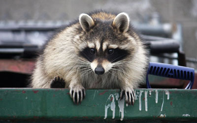 How To Keep Raccoon Away From Your Property