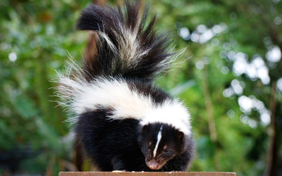 3 Preventative Tips To Keep Skunks Away From A Property