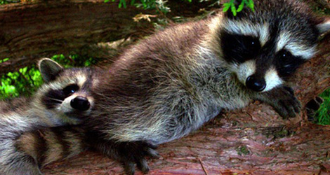 Check for Wild Animals When Cleaning Your House & Yard Check for Wild Animals When Cleaning Your House & Yard