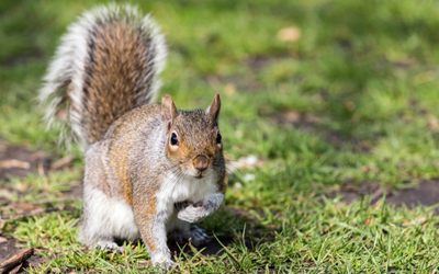 What Sort of Damages Are Caused By Squirrels?