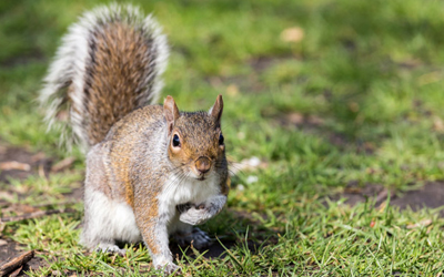 What Sort of Damages Are Caused By Squirrels? What Sort of Damages Are Caused By Squirrels?