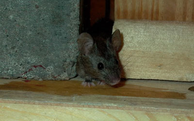 5 Critters That Invade Your Basements & Attics