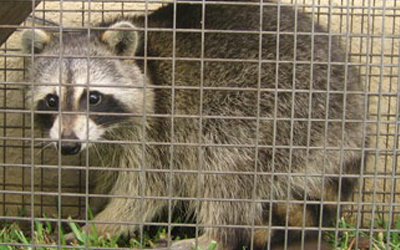 3 Ways To Control & Prevent Raccoon Invasion
