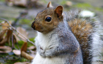 3 Major Wild Creatures That Can Make Hole In Your Wallet 3 Major Wild Creatures That Can Make Hole In Your Wallet