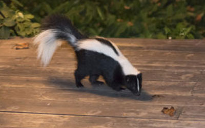 Skunks Under Your Deck? Call Out For Wildlife Removal Services