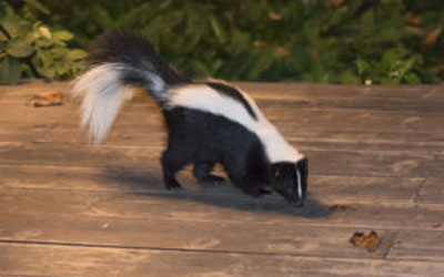 Skunks Under Your Deck? Call Out For Wildlife Removal Services Skunks Under Your Deck? Call Out For Wildlife Removal Services
