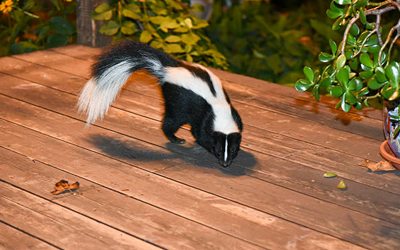 3 Bad Effects That A Skunk Spray Can Cause To Humans