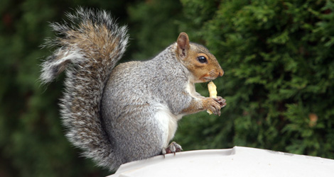 Squirrels Are So Messy: 5 Preventive Measures To Keep Them From Coming Back