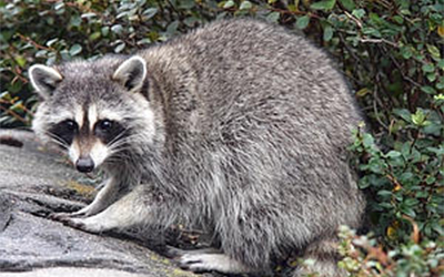 Raccoon