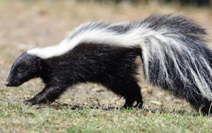 Skunks