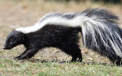 Skunk