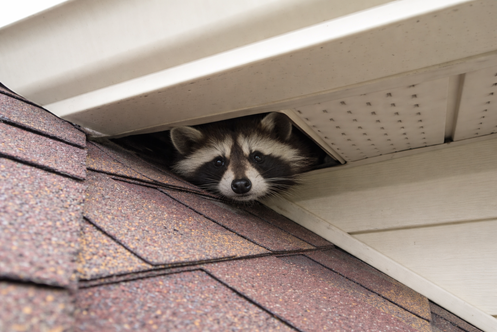 A raccoon pokes it's head out of a damaged roof soffit.