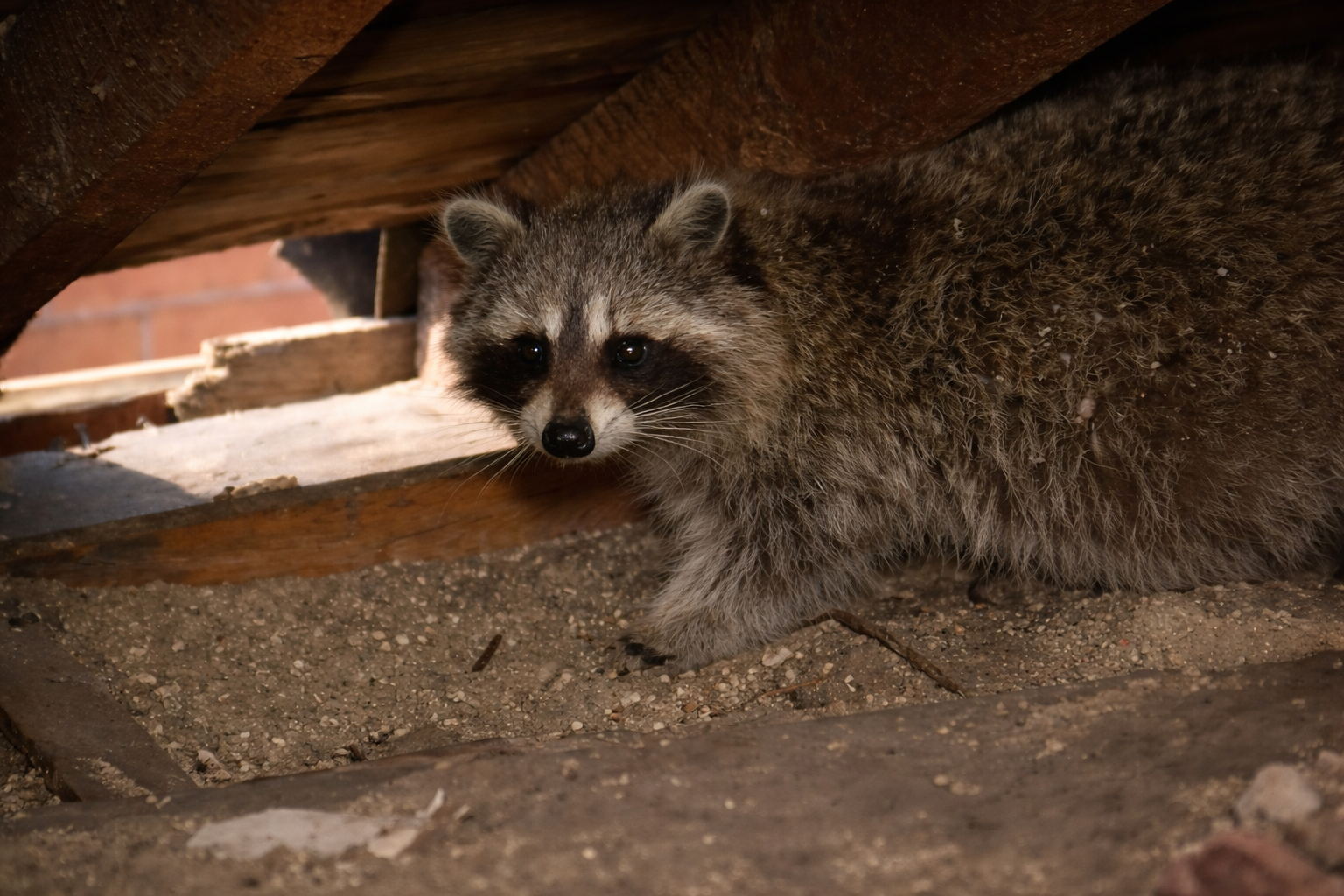 A raccoon in an attic beside an entry point.