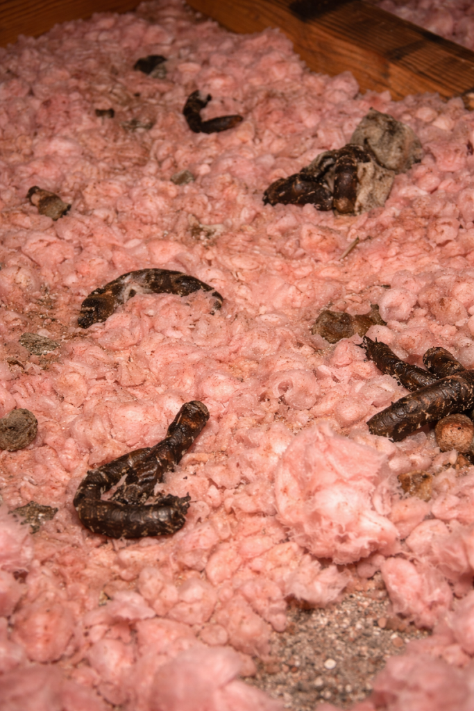 Raccoon feces and insulation debris in an attic.