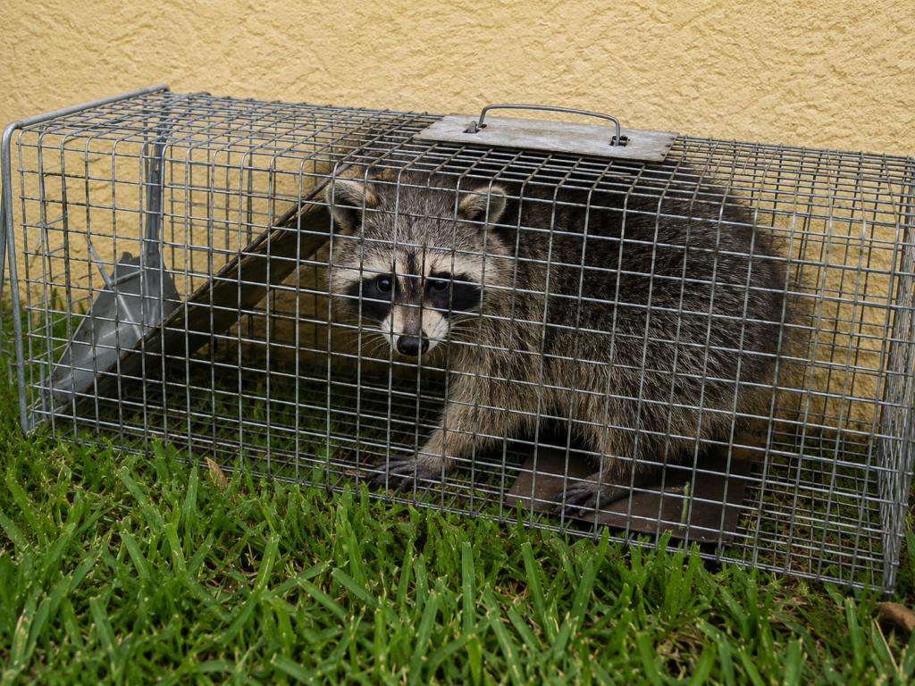 A raccoon trapped in a humane wildlife trap.