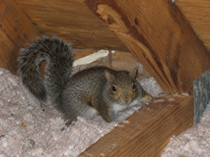 A squirrel in an attic.