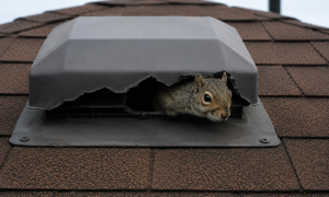 A squirrel poking its head out of a broken vent cover on a roof.