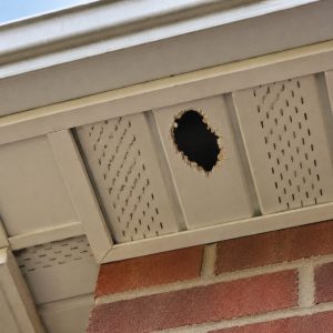 A chewed hole in the soffit of a house.