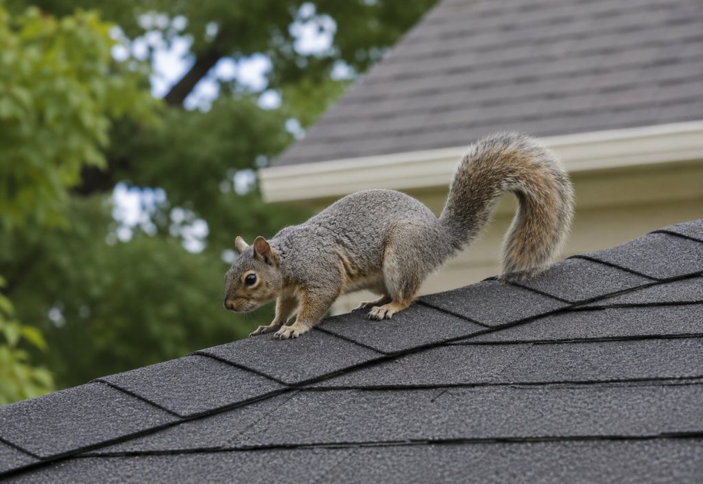 A squirrel walking on the roof of a house.