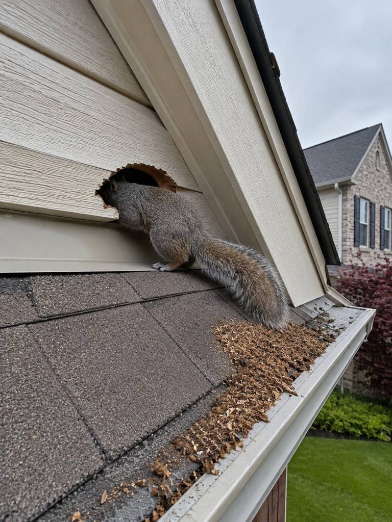 A squirrel enters a hole on the roof of a house.