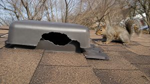 A squirrel on the roof of a house, beside a damaged roof vent.