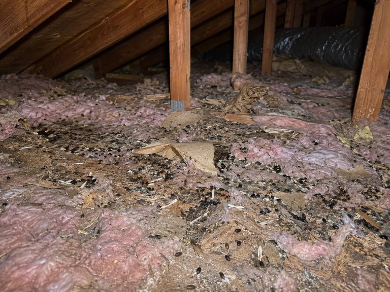 An attic with torn insulation, debris, and squirrel feces.