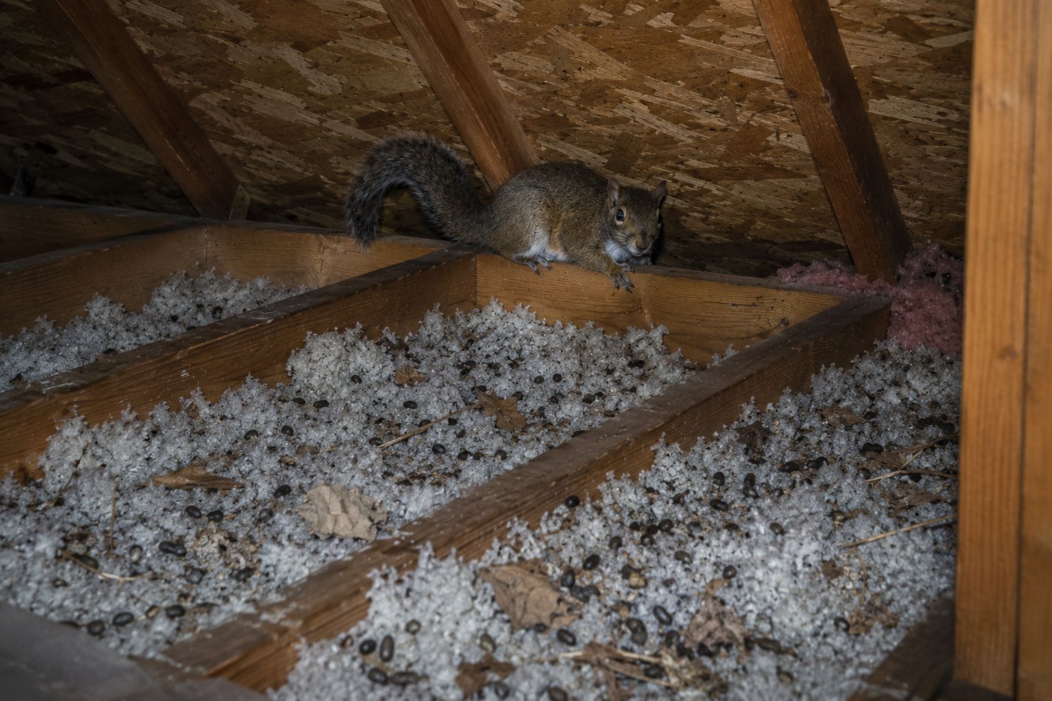 A squirrel in an attic.