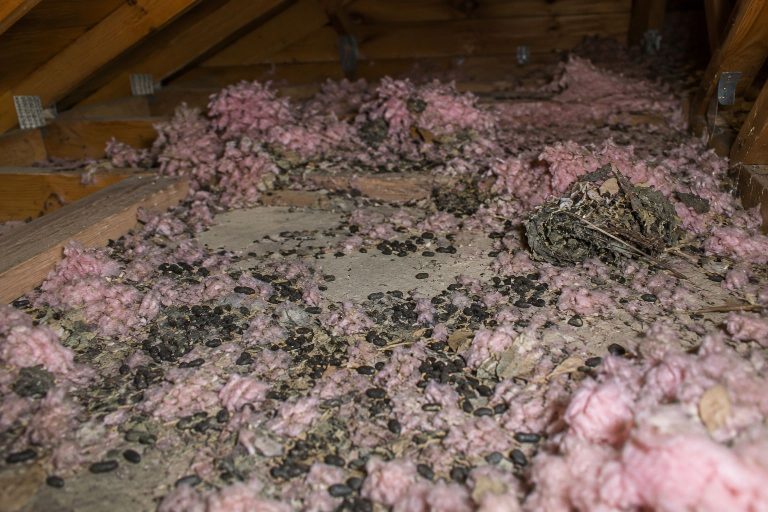 Damaged insulation and squirrel feces on an attic floor.