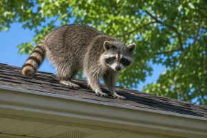 A raccoon on the roof of a house.