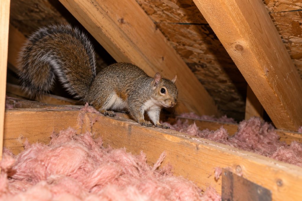 A squirrel in an attic.