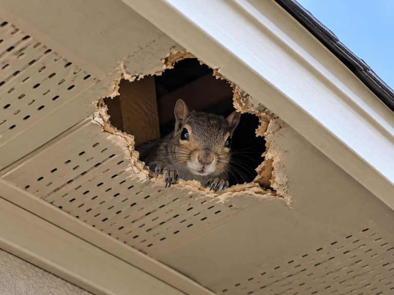 A squirrel looking through a hole in a soffit.